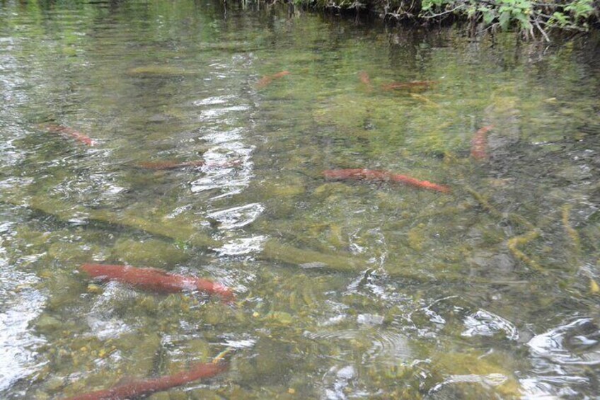 7 Mile Canoe Trail Tour