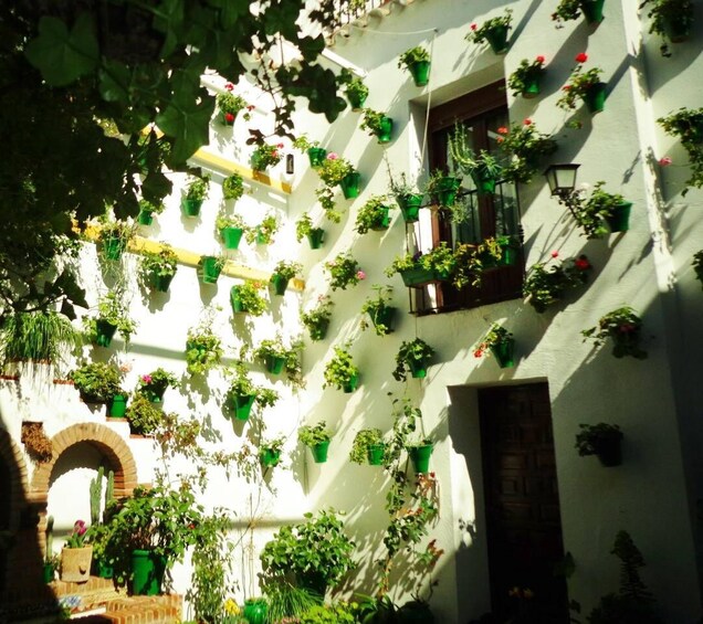 Picture 6 for Activity Cordoba's Authentic Patios: 2-Hour Tour with Tickets