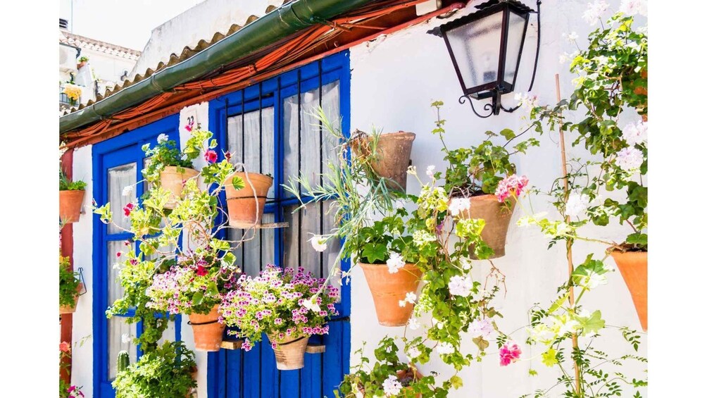 Picture 8 for Activity Cordoba's Authentic Patios: 2-Hour Tour with Tickets