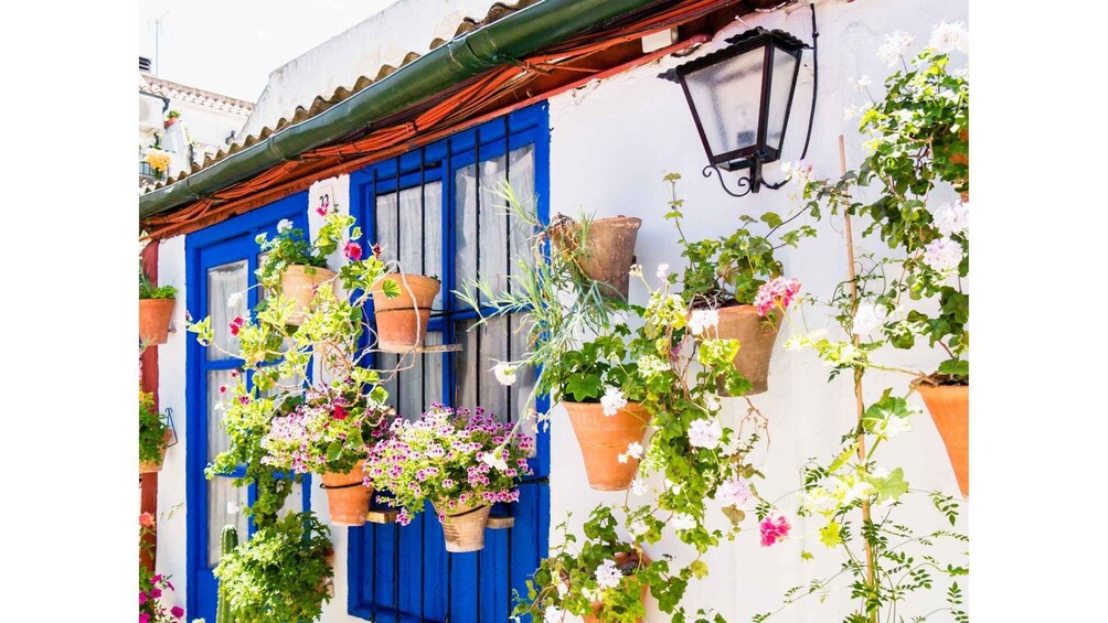 Picture 8 for Activity Cordoba's Authentic Patios: 2-Hour Tour with Tickets