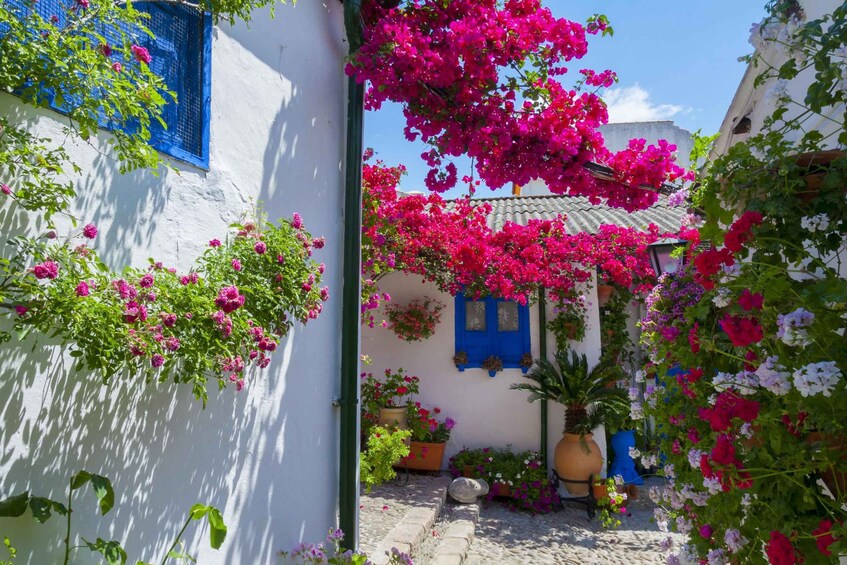 Picture 7 for Activity Cordoba's Authentic Patios: 2-Hour Tour with Tickets