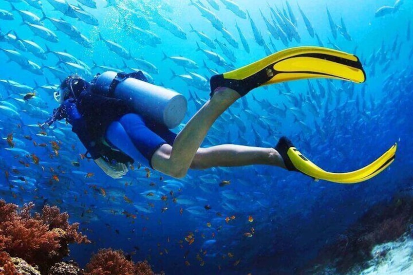 IF you're certified you can scuba for $10 on the Mono Loco with our divemaster & gear