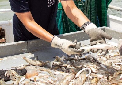 Hilton Head Island: Shrimp Trawling Boat Tour