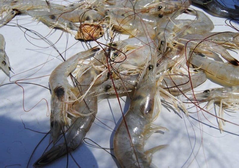 Picture 2 for Activity Hilton Head Island: Shrimp Trawling Boat Tour