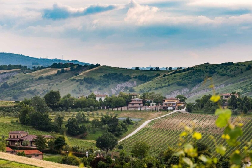 Picture 1 for Activity From Bologna: Romagna Region Wine Tasting Tour