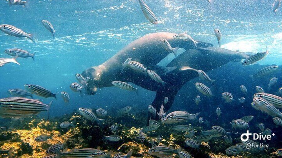 Full day Santa Fe Island and Playa Escondida Snorkeling and Fishing