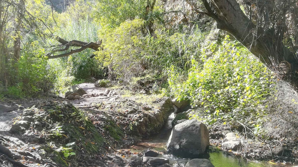 Picture 1 for Activity Gran Canaria: "Magic Waterfalls" Hiking Tour