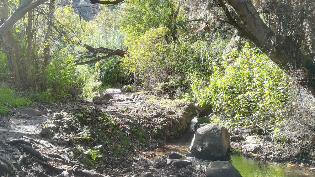 Picture 1 for Activity Gran Canaria: "Magic Waterfalls" Hiking Tour