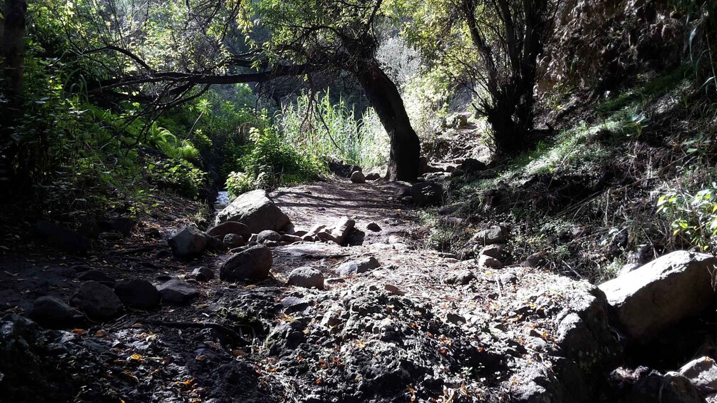 Picture 3 for Activity Gran Canaria: "Magic Waterfalls" Hiking Tour