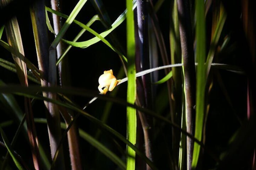 Mangrove Night Tour