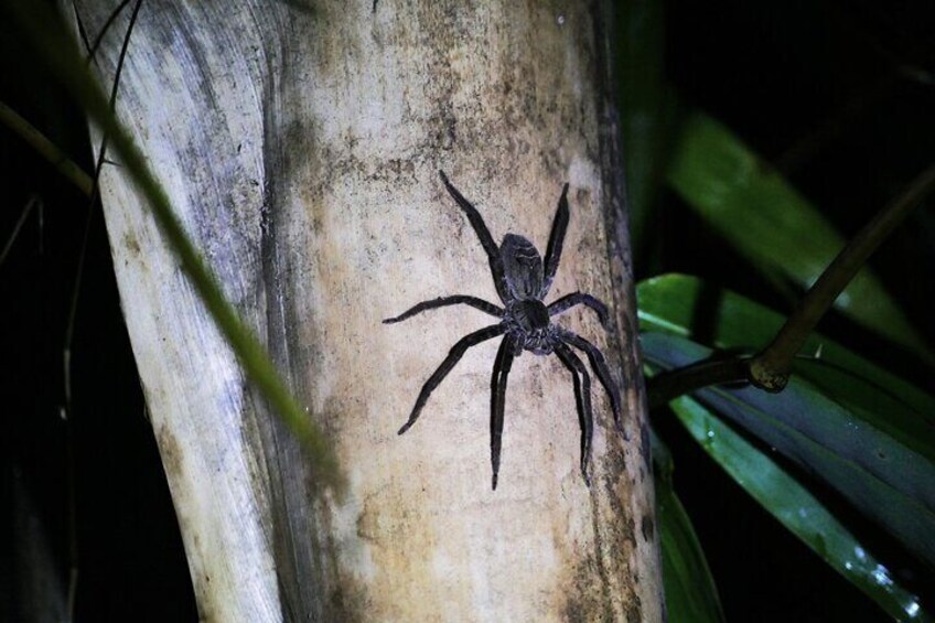 3 Hours Mangrove Night Tour