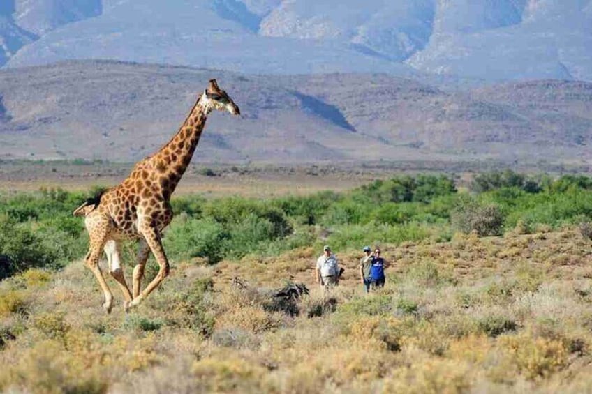 Cape Town - Overnight Sanbona Safaris Game Reserve Tour