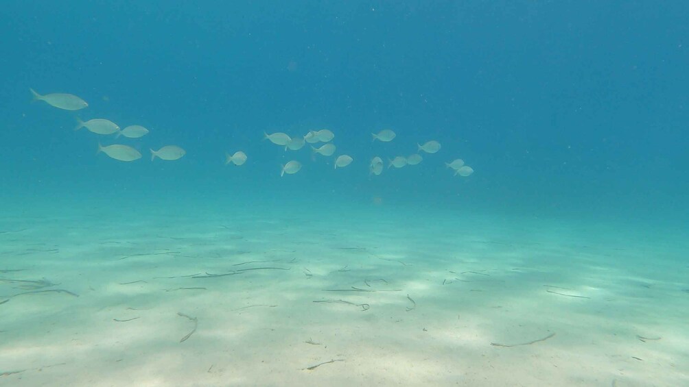 Picture 5 for Activity Naxos: Discover Scuba Diving on Agios Georgios Beach