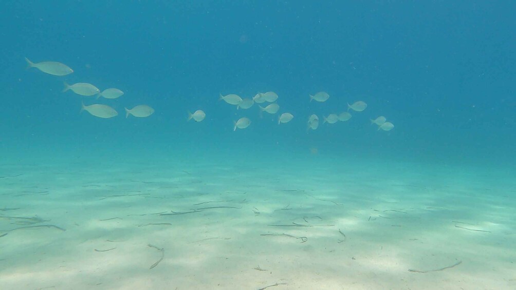 Picture 5 for Activity Naxos: Discover Scuba Diving on Agios Georgios Beach