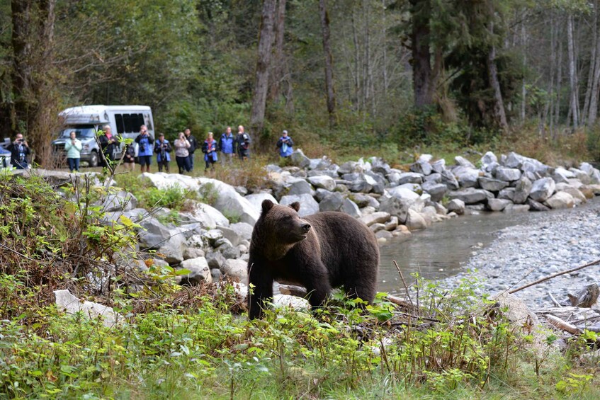 Picture 1 for Activity Campbell River: Grizzly Bear-Watching Tour with Lunch