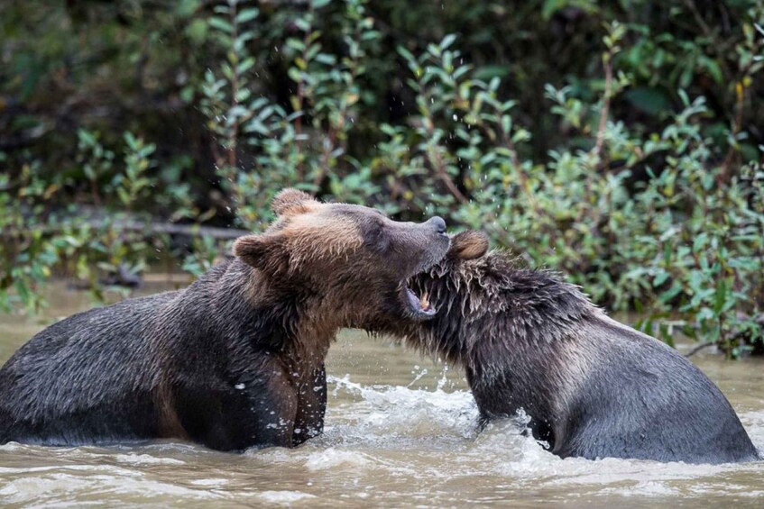 Picture 8 for Activity Campbell River: Grizzly Bear-Watching Tour with Lunch