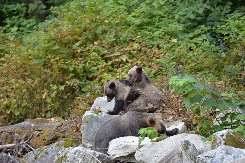 Picture 5 for Activity Campbell River: Grizzly Bear-Watching Tour with Lunch