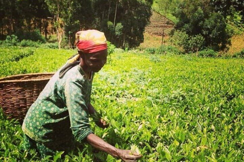 Full Day Tea Making Private Guided Class with Lunch in Nairobi
