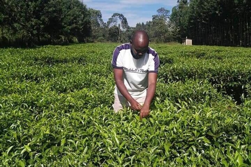Full Day Tea Making Private Guided Class with Lunch in Nairobi