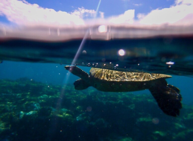 Turtle Town Clear Kayak & Snorkel Tour (7am-9:30am)
