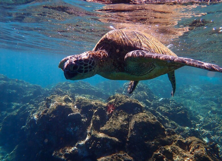 Picture 10 for Activity Turtle Town Clear Kayak & Snorkel Tour (7am-9:30am)