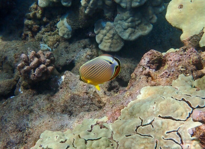 Picture 8 for Activity Turtle Town Clear Kayak & Snorkel Tour (7am-9:30am)