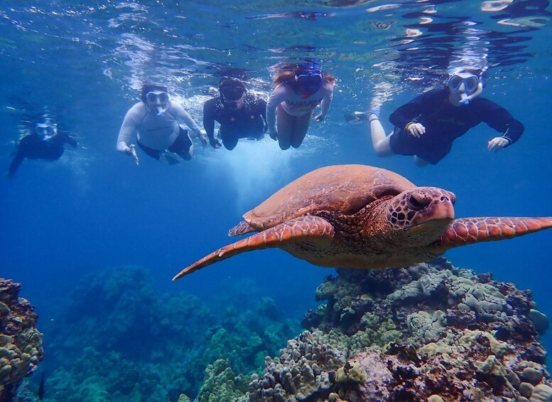 Picture 12 for Activity Turtle Town Clear Kayak & Snorkel Tour (7am-9:30am)