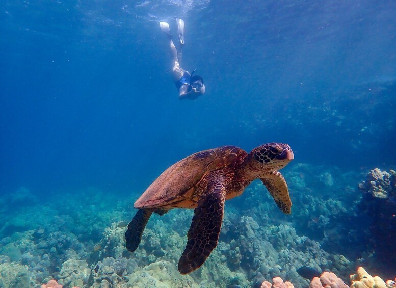 Picture 5 for Activity Turtle Town Clear Kayak & Snorkel Tour (7am-9:30am)
