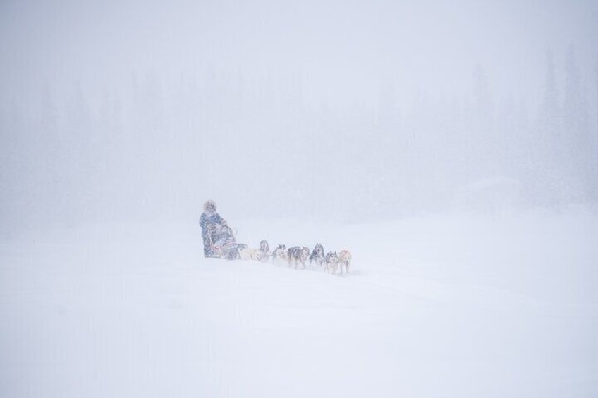 Sled Dog Sampler Ride in Fairbanks