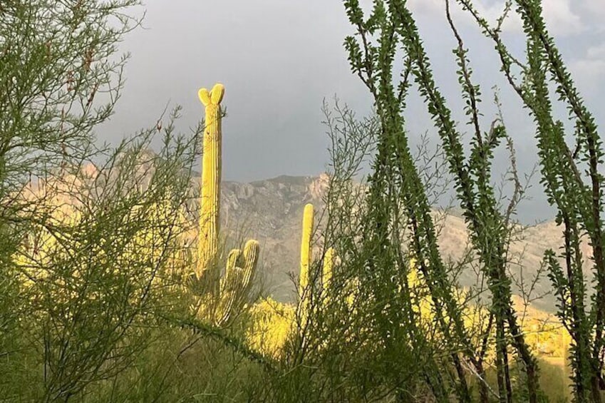 Catalina Mountains