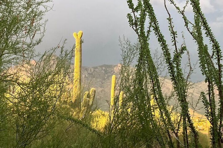 Catalina Mountains 