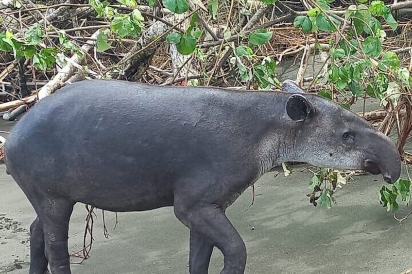 tapir, tapir
