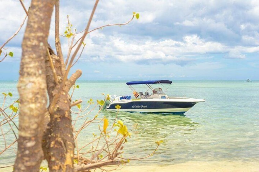 Private Speed Boat Tour and Dolphin Encounter at Ile aux Benitier