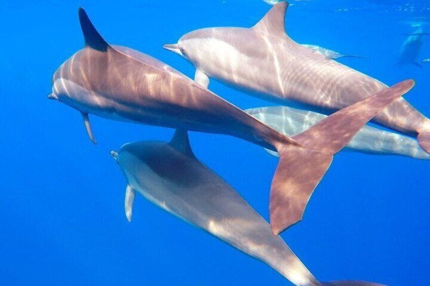 Private Speed Boat Tour and Dolphin Encounter at Ile aux Benitier