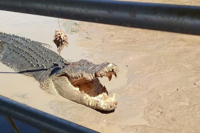 crocodile at Adelaide River