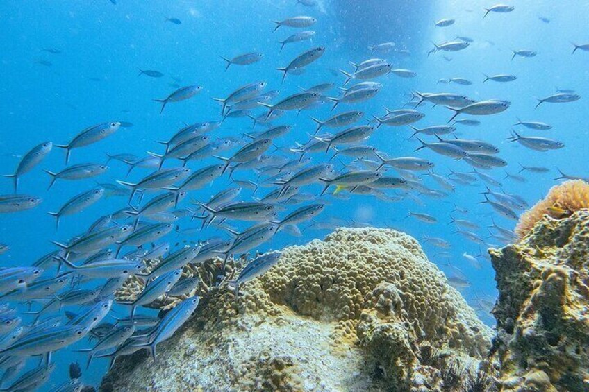 3 Days PADI Open Water Scuba Diving in Koh Tao