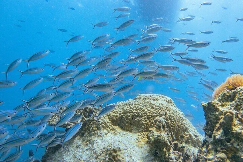 3 Days PADI Open Water Scuba Diving in Koh Tao