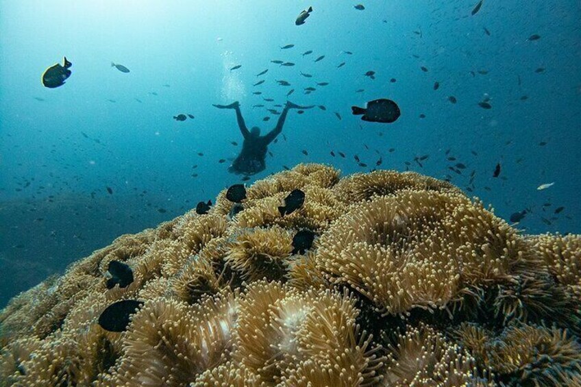 3 Days PADI Open Water Scuba Diving in Koh Tao