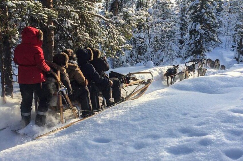 Dog sled ride through a forest with huskies away from the crowds