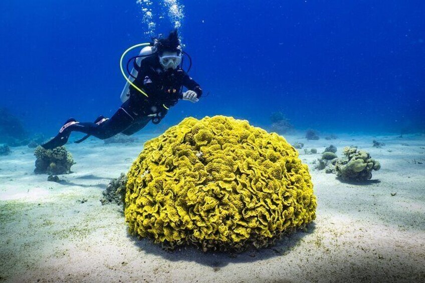 2 To 5 Hours Private Tour Glass Bottom Boat At Read Sea