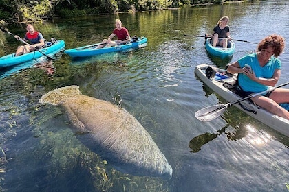 Glass Bottom Kayak - Silver Springs & Wildlife Tour