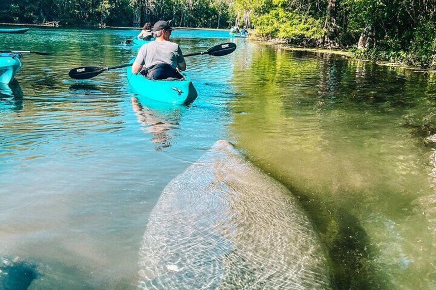 Glass Bottom Kayak Guided Tour in Silver springs