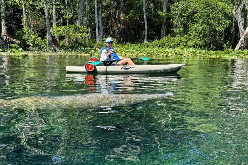 Silver Springs 2hr Glass Bottom Kayak Tour!