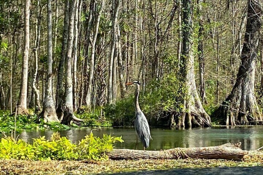 Glass Bottom Kayak Guided Tour in Silver springs