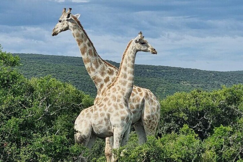 Guided Giraffe Walk