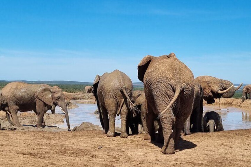 Private Full-Day Addo Elephant Park & Giraffe Walk Safari