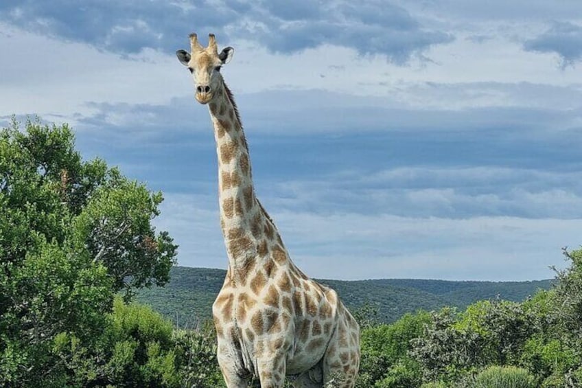 Guided Giraffe Walk