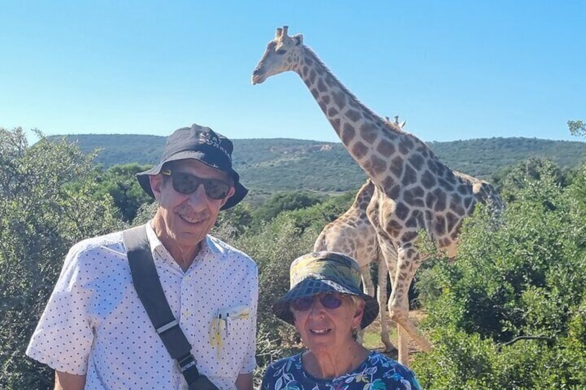 Private Full-Day Addo Elephant Park & Giraffe Walk Safari