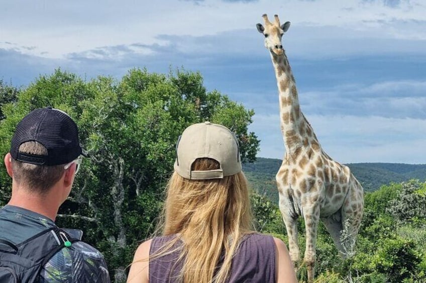 Guided Giraffe Walk