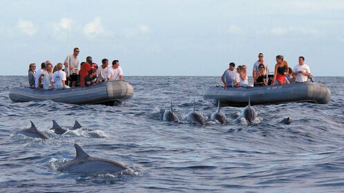 Na Pali Raft Adventures - 1/2 dag snorkelen